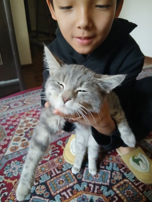 Котенок,3 месяца