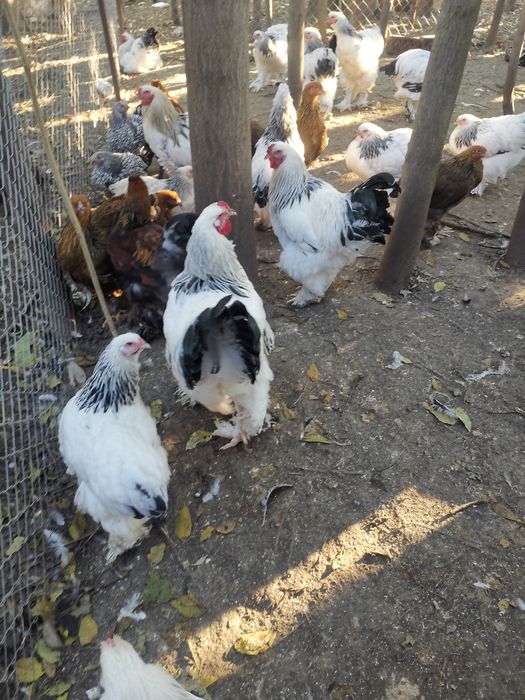 Vând cocoși brahma hd