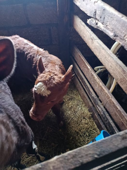 Продам телёнка(бычок)