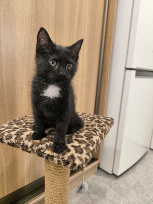 Отдам котенка в добрые руки, в хорошую семью