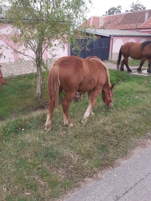 Vand manza de 8 luni