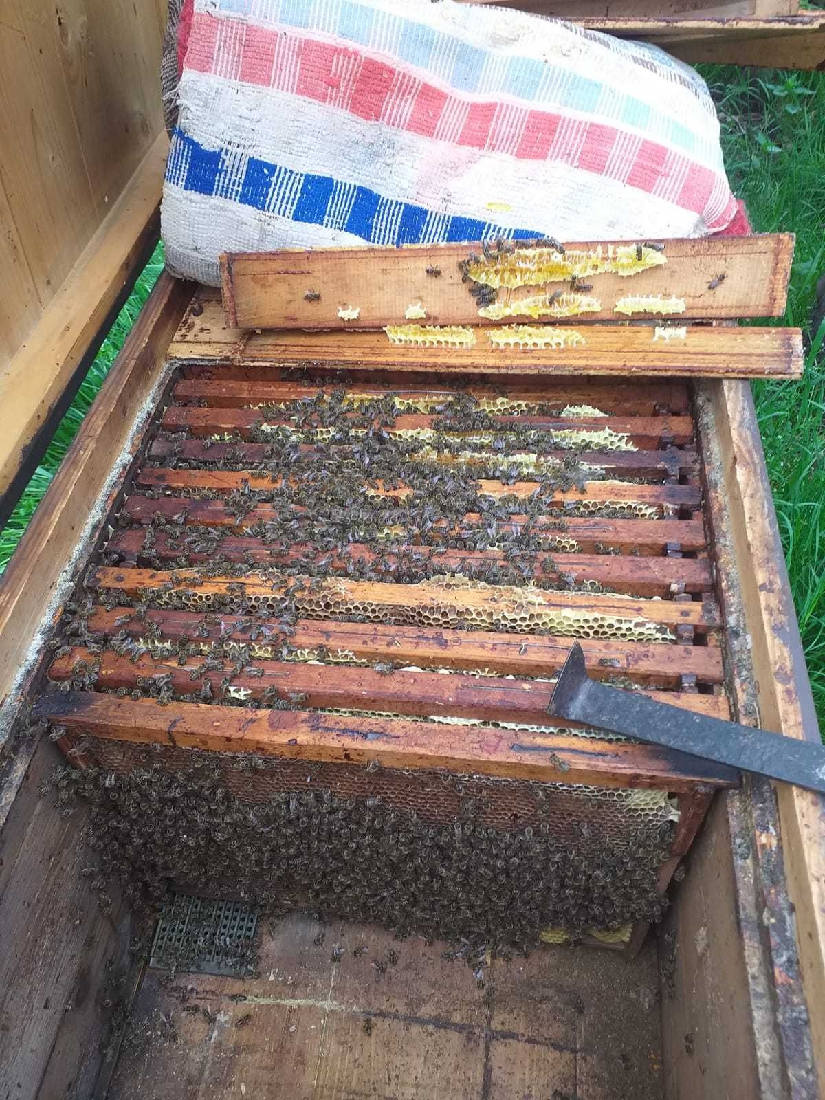 Vand familii de albine 15 rame (33ron/rama) pot sa dau si cutii