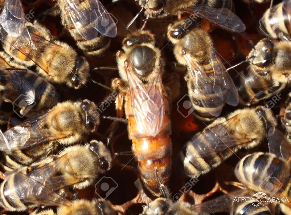 Пчелни отводки ЛР 2023г