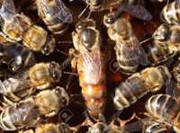 Пчелни майки  отводки и маточници 2024г