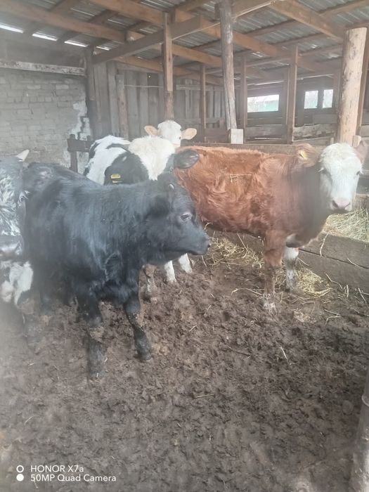 Подсос сатылады 3 Ұрғашы 3 Еркек