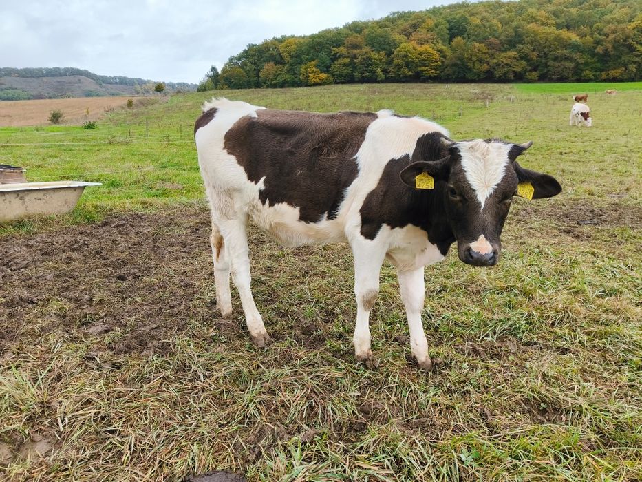 Junicaa  holstein