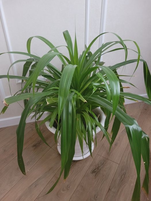 Продам цветок домашний