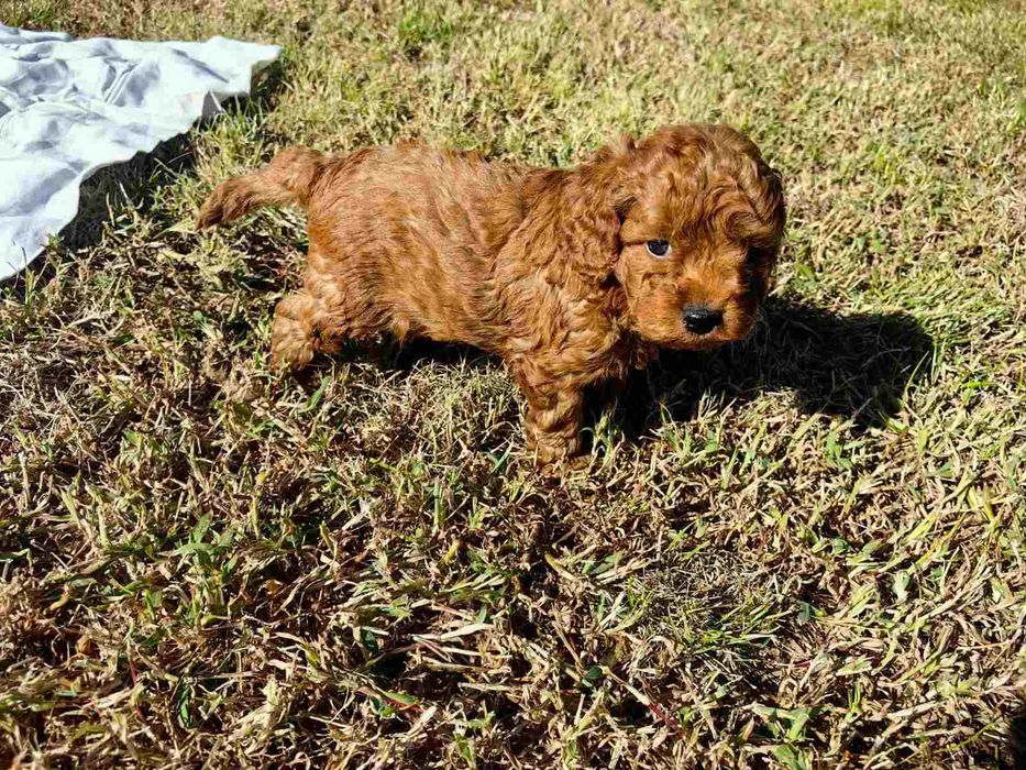 1 момче Той Пудел