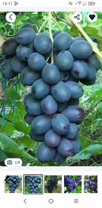 Vita De Vie Nobila (Soiuri De Masa )