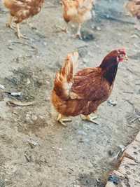 Кокошки Носачки порода Ломан Браун