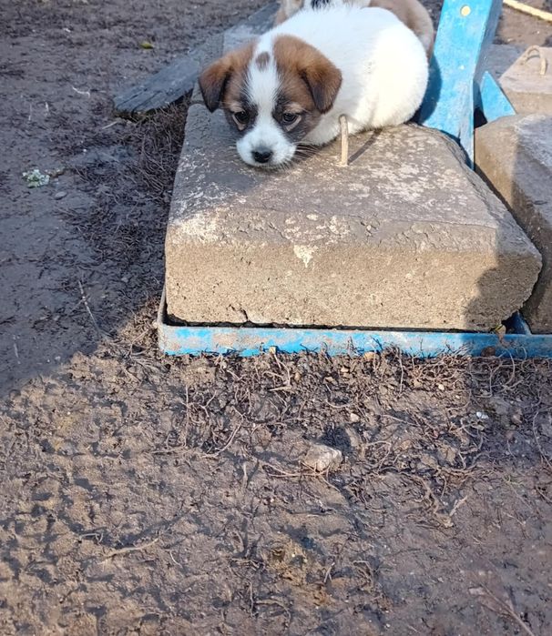 Donez/dau spre adopție cățelușă