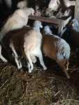 Berbeci merinos de Palas
