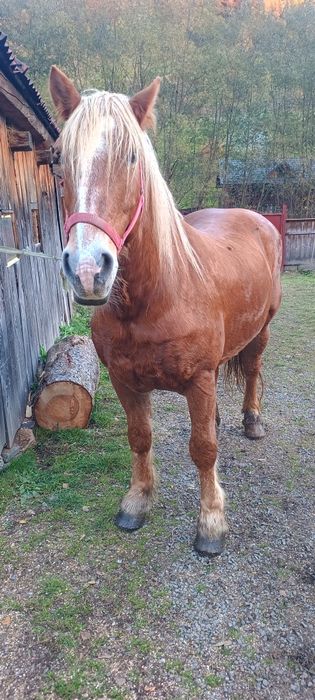 Iapa de pădure cuminte