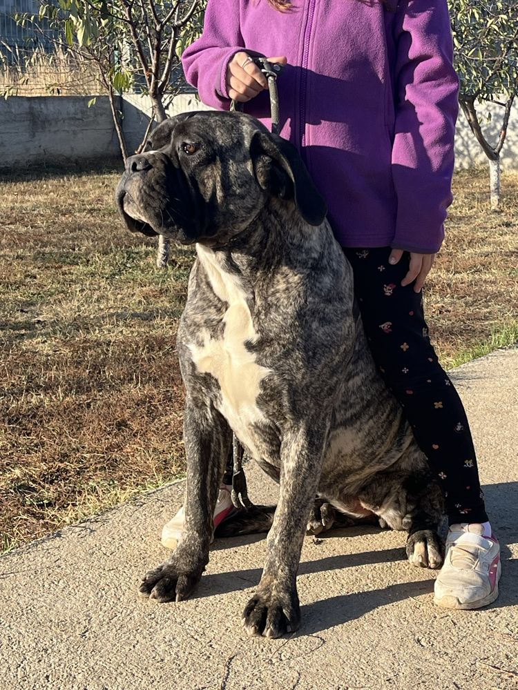 Femela Cane Corso Italiano