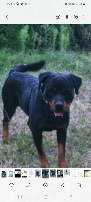 Ofer pui metis rottweiler, Craiova