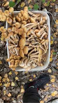 соленые маринованые грибы сушеные бады