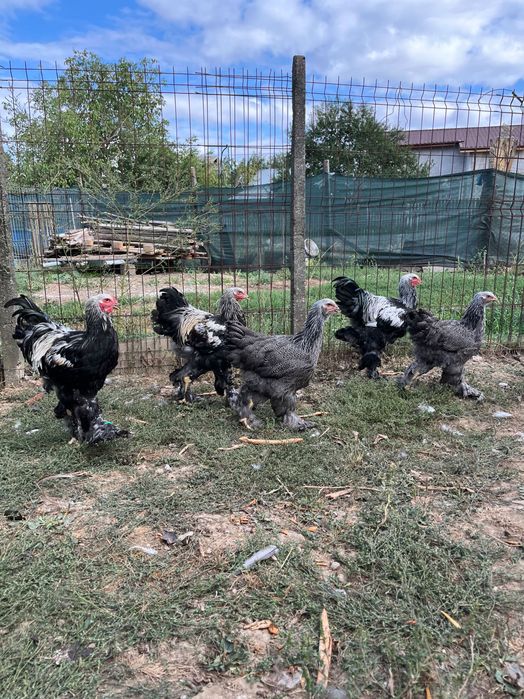 Familie Brahma herminat închis