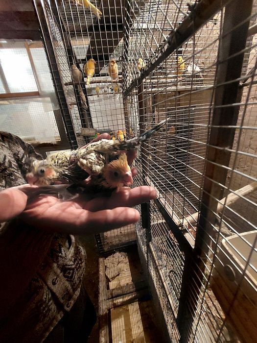 Попугай разные Разные