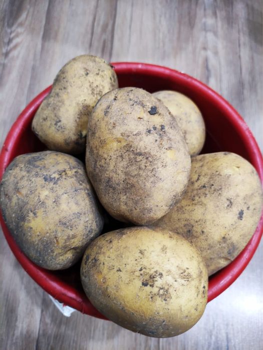 Продам домашнюю картошку