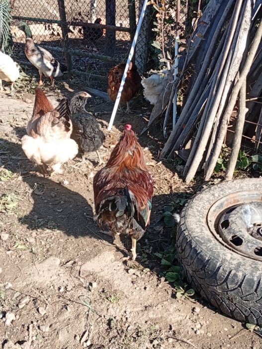 Cocos araucana, am doua bucăți