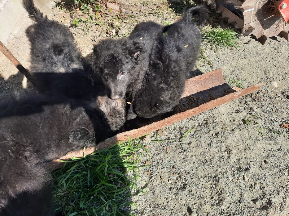 Căței de întors oi