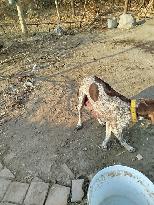 Овчи ит  боллари сотилади