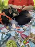 Bulldog francez spre adoptie