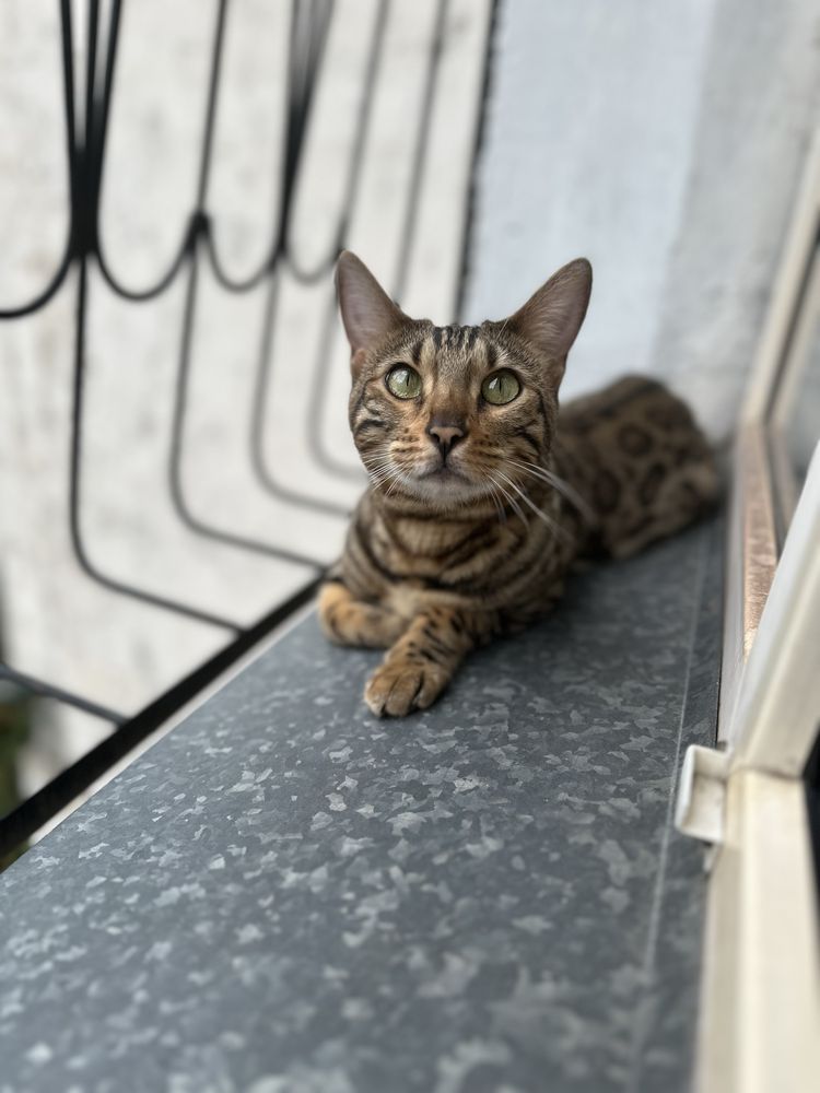 Продам бенгальскую кошку