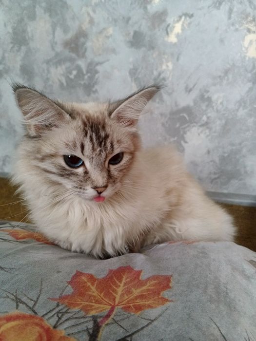 Мушук туретски ангора кизбола 1 йошу 4 ойлик факат яхши одамга бераман