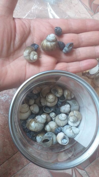 Продам морские ракушки