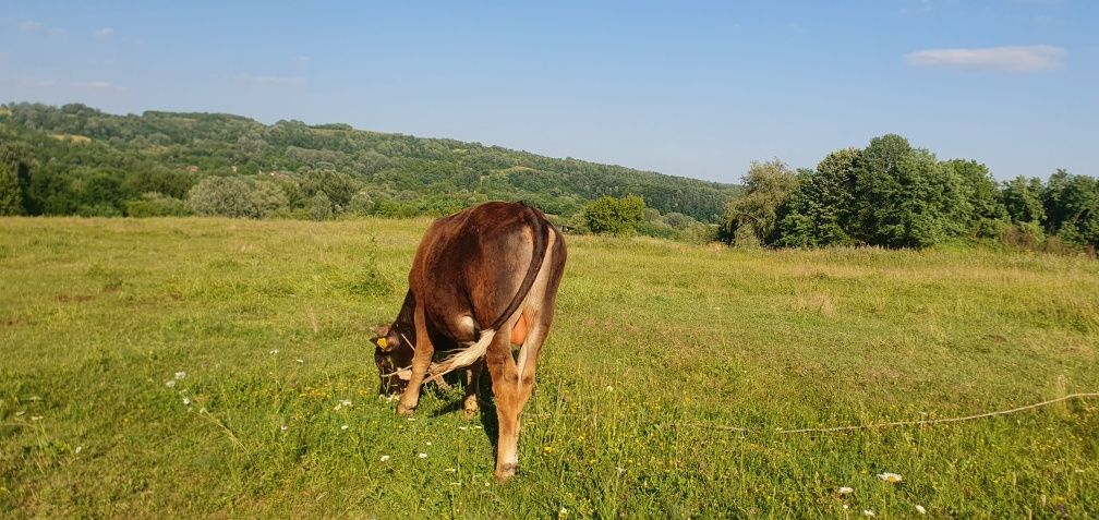 Tauri de vanzare