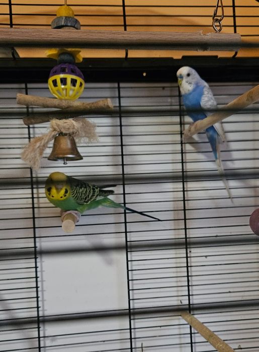 Vand colivie cu accesorii