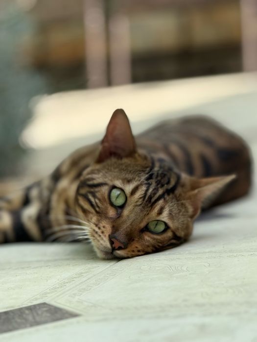 кот бенгаль 12месяц