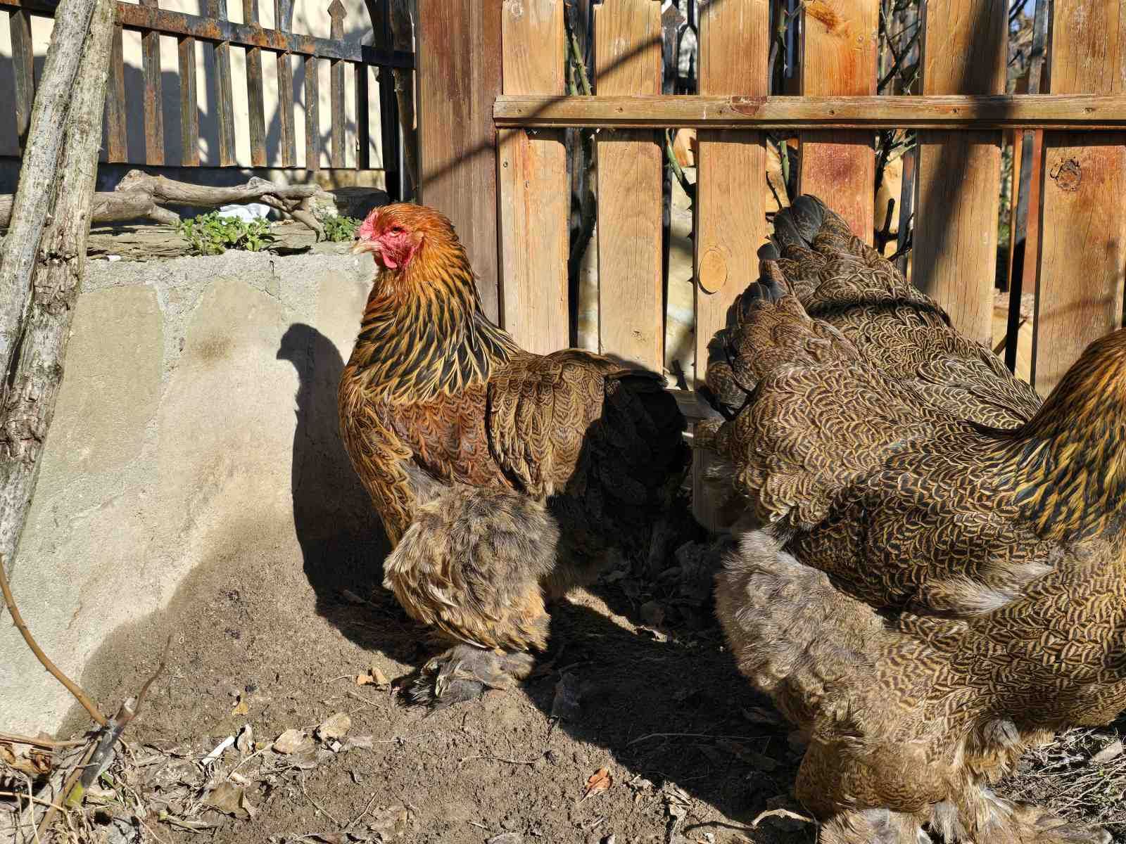 Продавам разплодни яйца от Яребична брама/Partridge Brahma