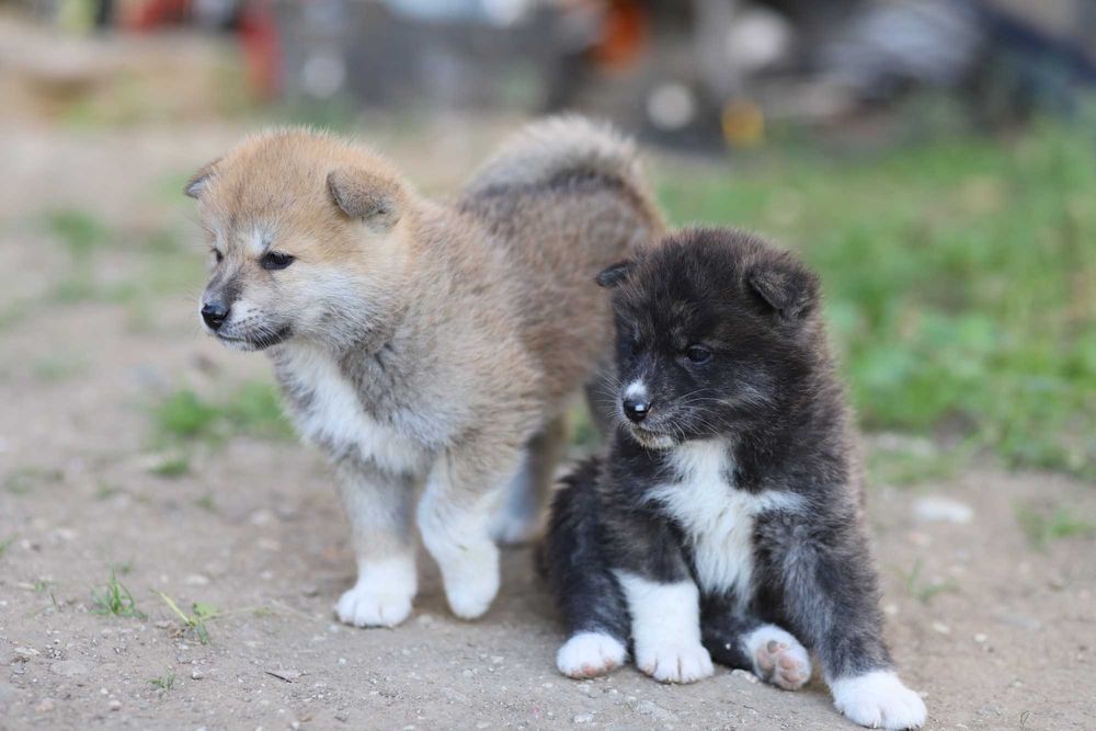 Pui Akita Inu femela roscata si mascul brindle (tigrat)