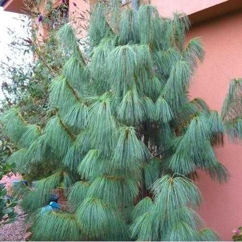 Pinus nigra Pin pitic pinus mugo Pinus wallichiana Himalaya