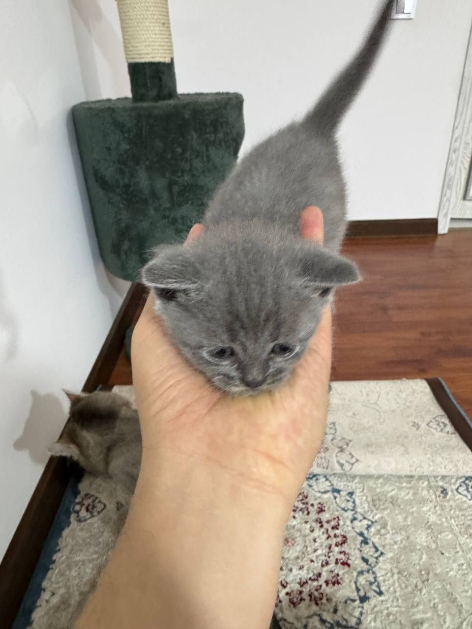 Продаётся котёнки
