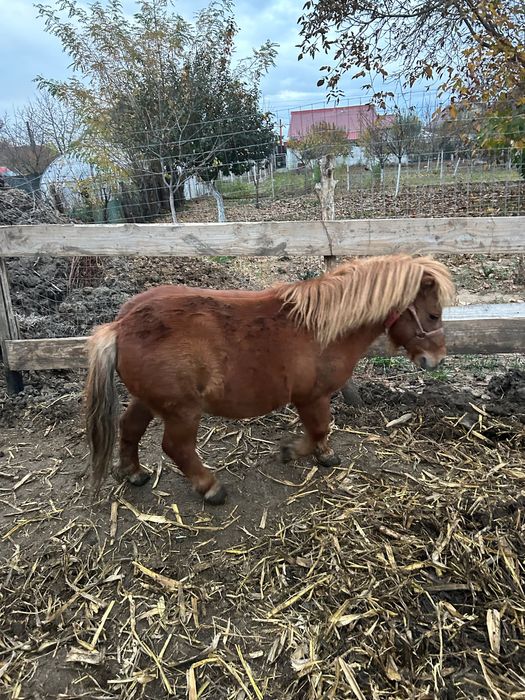 Vând ponei de statură mijlocie