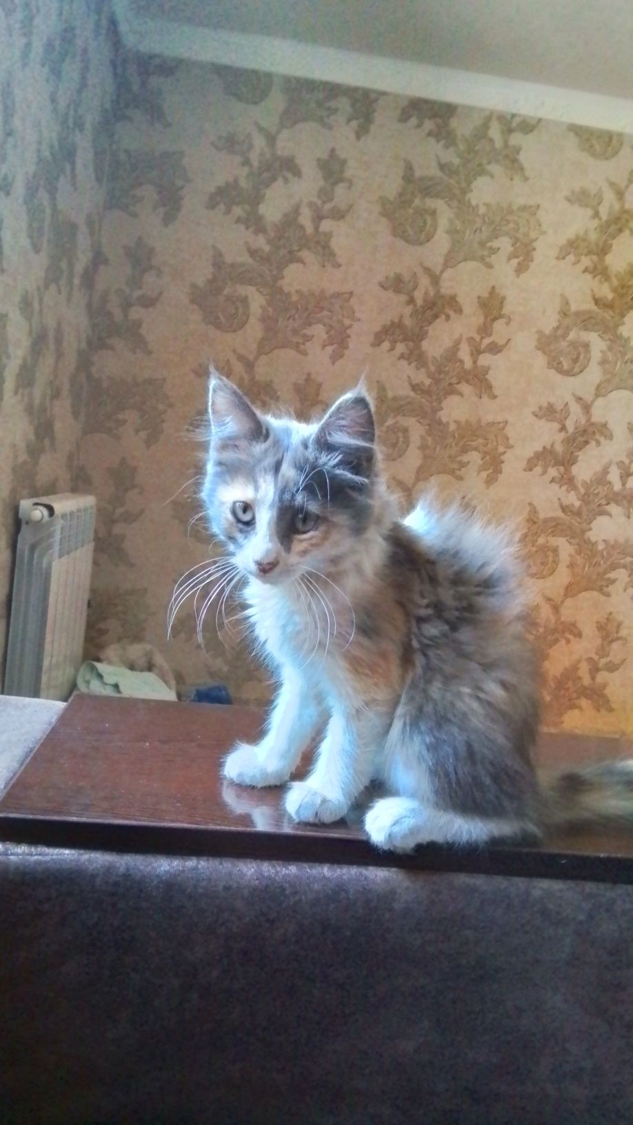 Мейн-кун котёнок