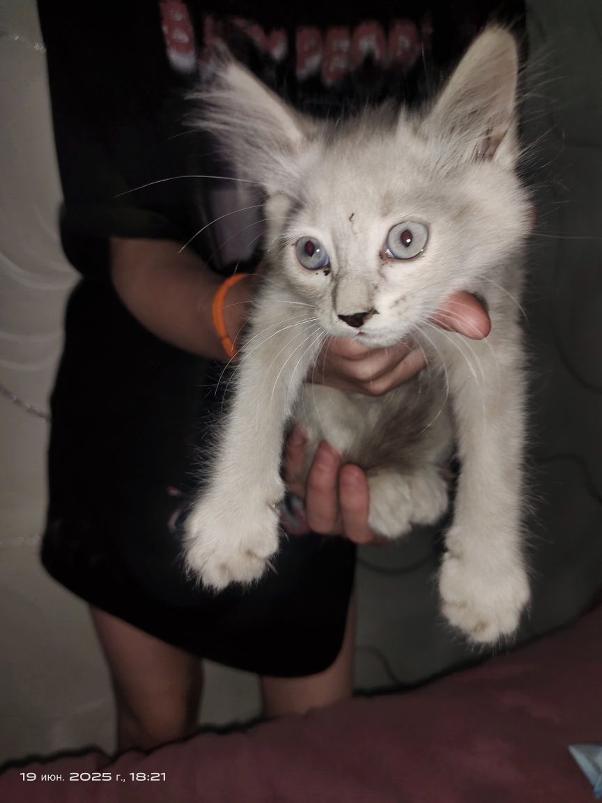 Котята милые 2 месяца