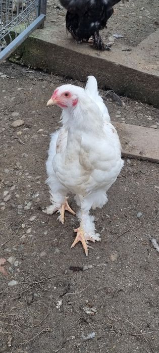 Vând cocosi brahma potarnichiu si citiți descrierea