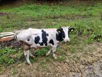 Vând junica Holstein gestanta