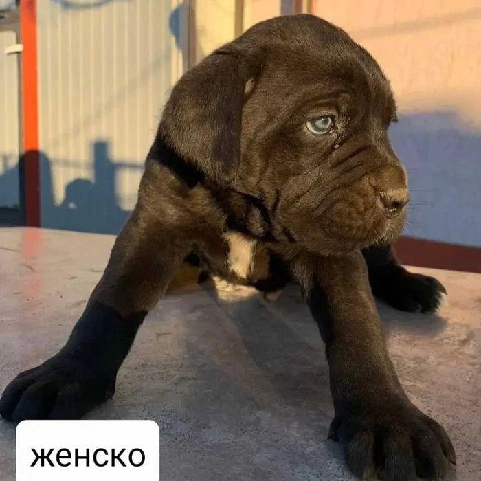 Бебета кане корсо