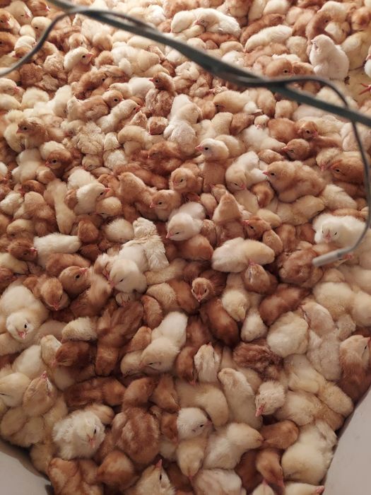 Суточные петухи Ломан браун