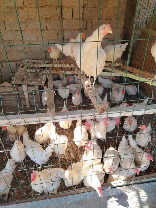 Tovuq sotiladi tuxum qoyvoti