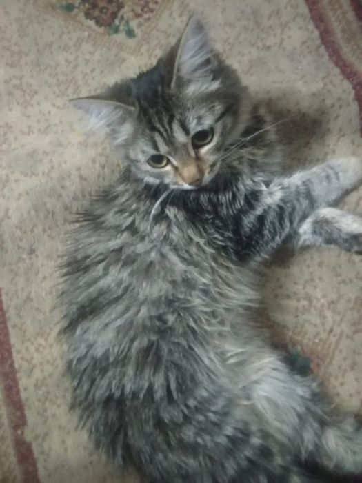 Милые  домашние котята.