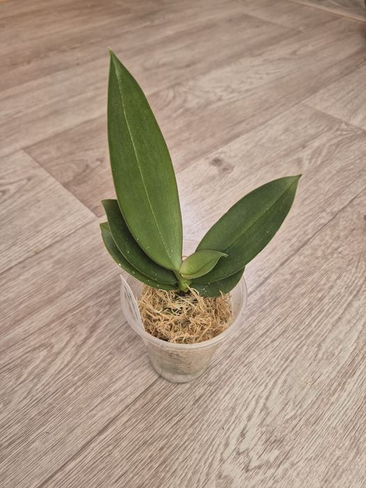 Орхидея Минимарк MiniMark