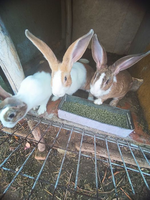 Micul fermier de iepuri