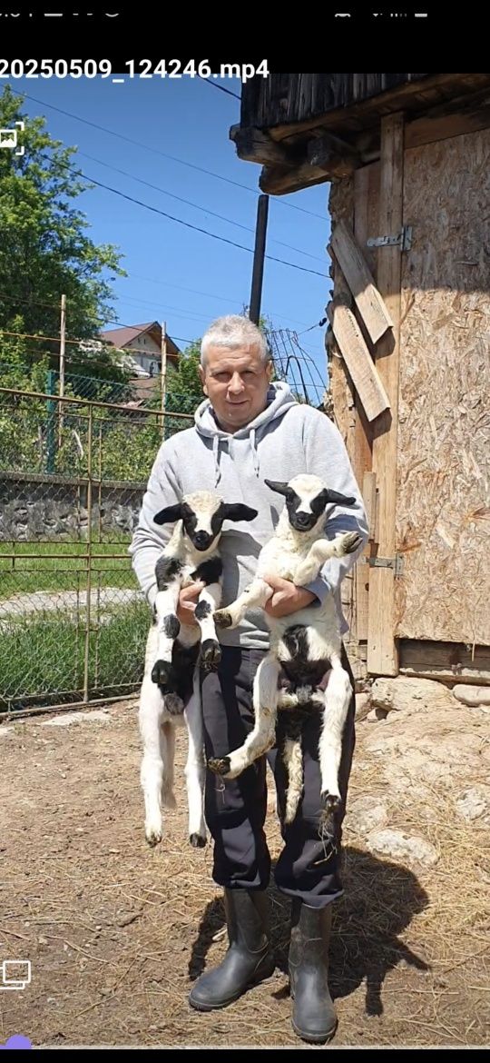 Oi breze breze ,berbeci Corbeni Argeș
