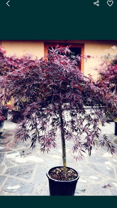 Spirale pon pon magnolia grande flora evonimus yuka